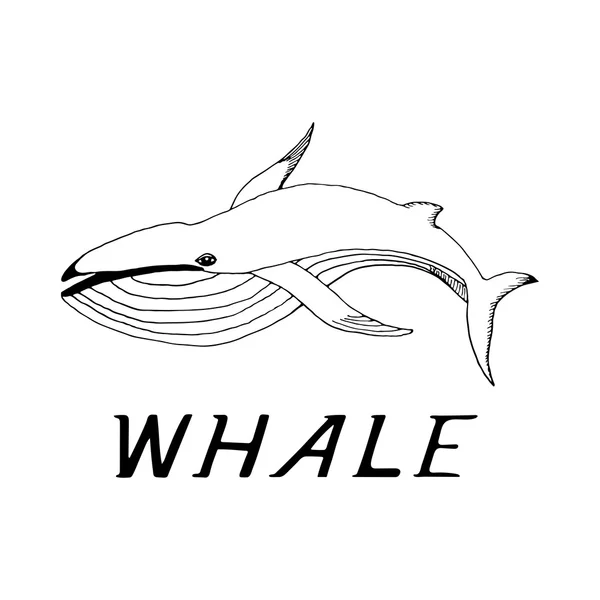 Mano dibujar una ballena — Vector de stock