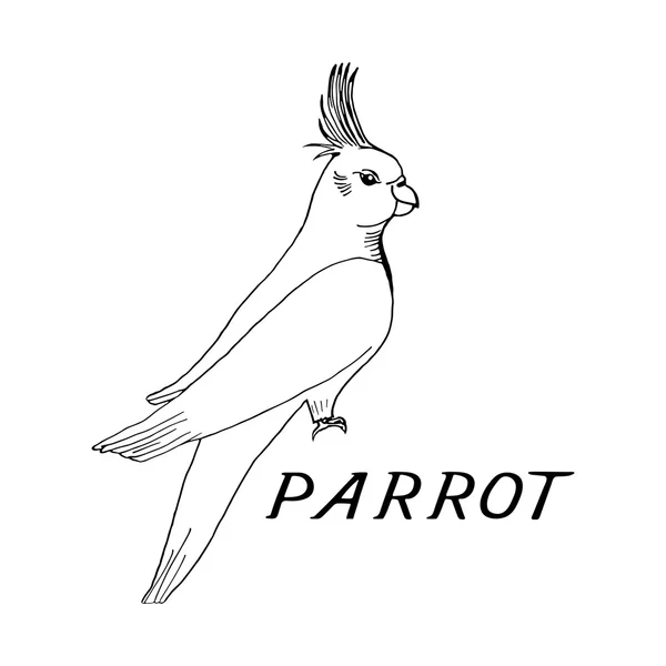 Hand zeichnen Papagei Skizze Stil — Stockvektor