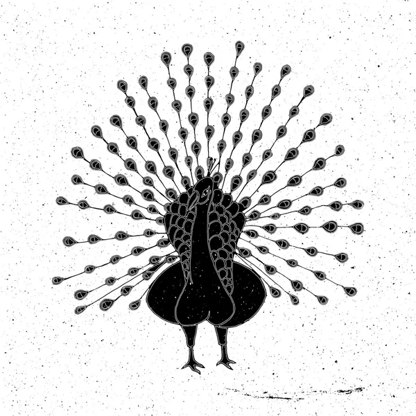 Peacock hand dras — Stock vektor