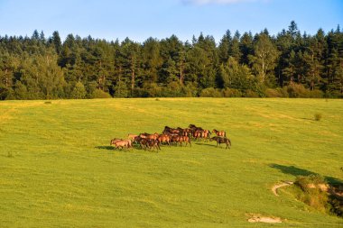 Bir akşam güneşinde çayırda duran at sürüsü, arka planda orman..
