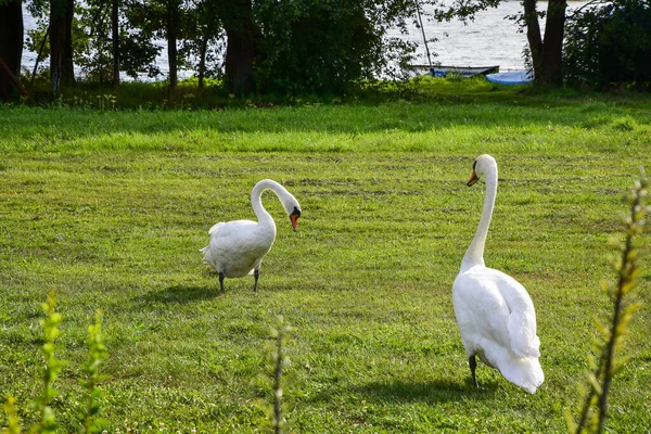 Pár Labutí Procházky Zelené Louce Slunečného Dne Stromy Jezero Pozadí — Stock fotografie