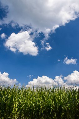 Maviye karşı mısır tarlası, bulutlu gökyüzü