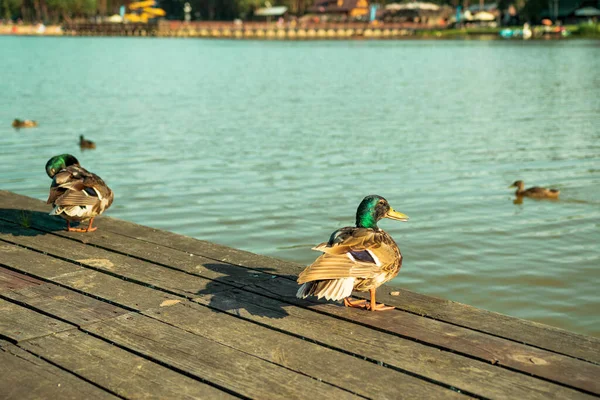 Couple Ducks Standing Wooden Pier Blue Water Lake Krasnobrod Coastline — Stock Photo, Image