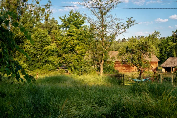 Herbe Verte Fraîche Haute Entre Les Arbres Par Une Journée — Photo