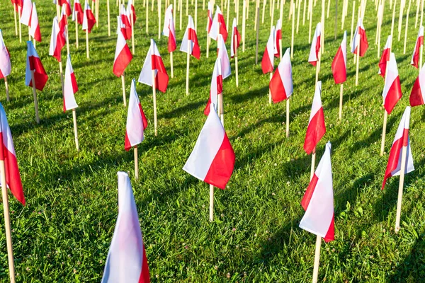 Rows Polish Flags Standing Green Grass Morning Sun Poland — Stock Photo, Image