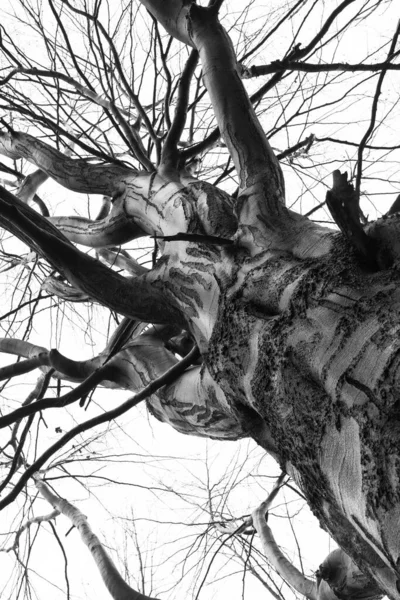 Μεγάλο Λυγισμένο Χωρίς Φύλλα Δέντρο Πολλά Κλαδιά Φαίνονται Από Κάτω — Φωτογραφία Αρχείου