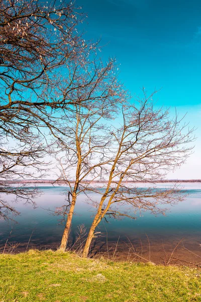 Laublose Bäume Zeitigen Frühling Die Einem Schönen Sonnigen Tag Ufer — Stockfoto