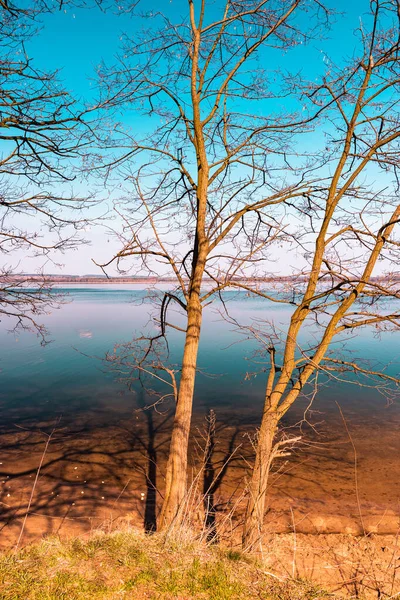 Árvores Sem Folhas Início Primavera Crescendo Margem Lago Dia Bonito — Fotografia de Stock