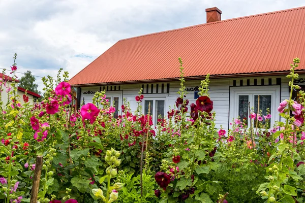Eski, geleneksel kır evi bulutlu gökyüzüne karşı yüksek renkli çiçeklerin arasına gizlenmiş. Krasnobrod, Roztocze, Polonya