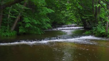 Tanew Nehri 'ndeki Doğa Koruma Alanı (Szumy nad Tanwia), Roztocze, Polonya. Nehir yazın yeşil ormandan akıyor..