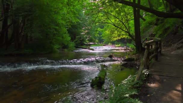 Réserve naturelle Cascades sur la rivière Tanew (Szumy nad Tanwia), Roztocze, Pologne. Rivière qui coule à travers la forêt verte en été. — Video