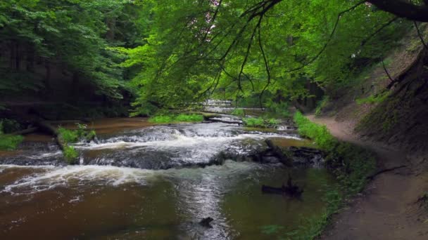 Cascades φυσικό καταφύγιο στον ποταμό Tanew (Szumy nad Tanwia), Roztocze, Πολωνία. Ποταμός που ρέει μέσα από το πράσινο δάσος το καλοκαίρι. — Αρχείο Βίντεο