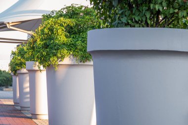 Büyük, beyaz, beton saksılar sabah güneşinde binanın dışında sıra sıra bekliyor. Saksıların içinde yeşil yapraklı bitkiler. 