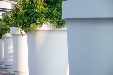 Büyük, beyaz, beton saksılar sabah güneşinde binanın dışında sıra sıra bekliyor. Saksıların içinde yeşil yapraklı bitkiler. 