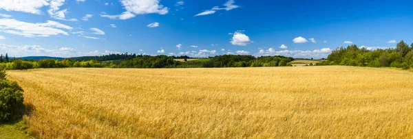 Panorámás Kilátás Betakarítás Idején Búzával Benőtt Mezőgazdaságra Erdő Háttérben Kék — Stock Fotó
