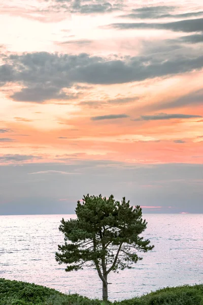 Een Eenzame Dennenboom Tegen Achtergrond Van Oostzee Lucht Achtergrond Wordt — Stockfoto