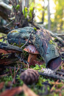 Yosun dışında büyüyen küçük bir boletus. Eski bir dalla kaplı mantar. Sonbahar lezzetleri. Orman meyvesi ideal bir mutfak malzemesidir.