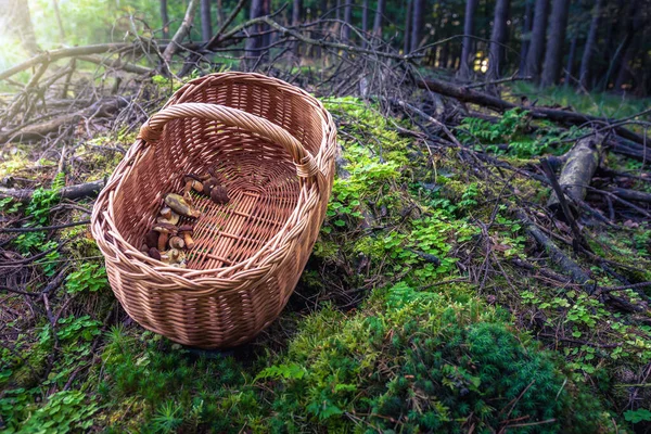 Ein Korb Pilze Liegt Auf Dem Abfall Des Waldes Umgeben — Stockfoto