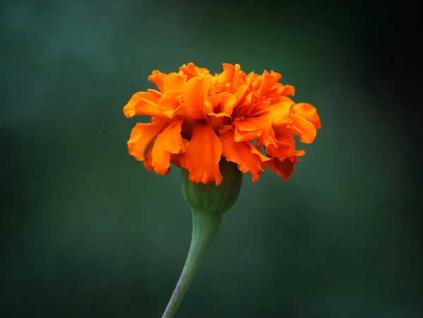 Colorful Marigold Flower Nice Dark Blur Background — Stock Photo, Image