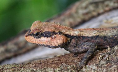 Ağaçtaki güzel vahşi kertenkele farklı açılardan HD fotoğrafa yakın.