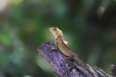 Ağaçtaki güzel vahşi kertenkele farklı açılardan HD fotoğrafa yakın.