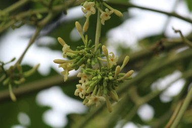 Papaya çiçekleri güzel yeşil arka planda