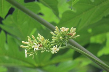 Papaya çiçekleri güzel yeşil arka planda