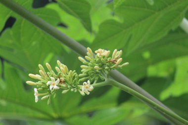 Papaya çiçekleri güzel yeşil arka planda