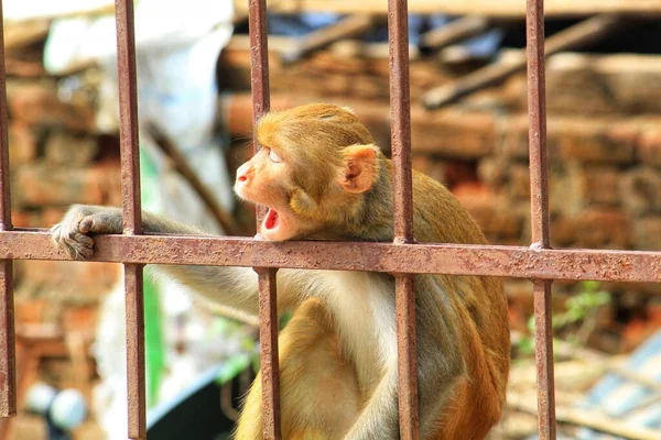 Nachdenklicher Affe Genießt Friedliche Zeit Allein — Stockfoto
