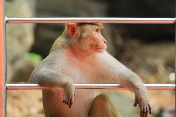 Pensativo Mono Disfrutando Tiempo Tranquilo Solo — Foto de Stock