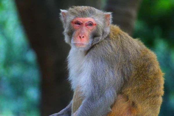 Reife Alpha Affen Fühlen Sich Dschungel Bei Potraitschuss Schläfrig — Stockfoto