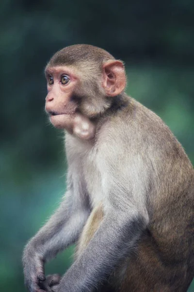 Mono Macaco Joven Con Boca Llena Alimentos India — Foto de Stock