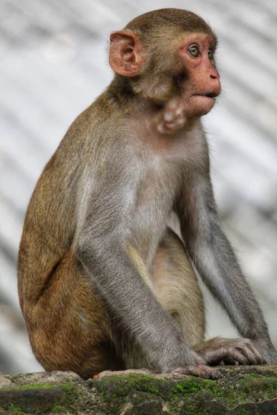 Giovane Scimmia Macaco Con Bocca Piena Cibi India — Foto Stock