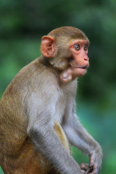 Mono Macaco Joven Con Boca Llena Alimentos India — Foto de Stock