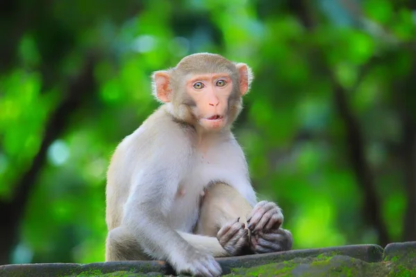 Şirin Masum Görünümlü Bir Maymun Ormanda Yalnız Oturuyor — Stok fotoğraf