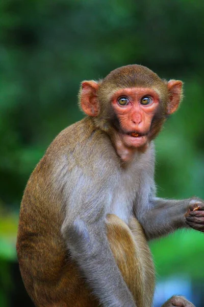 Joven Inocente Buscando Mono Macaco Sentado Isloated Buen Fondo Borroso —  Fotos de Stock