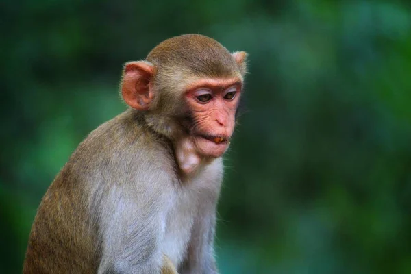 Joven Inocente Buscando Mono Macaco Sentado Isloated Buen Fondo Borroso — Foto de Stock