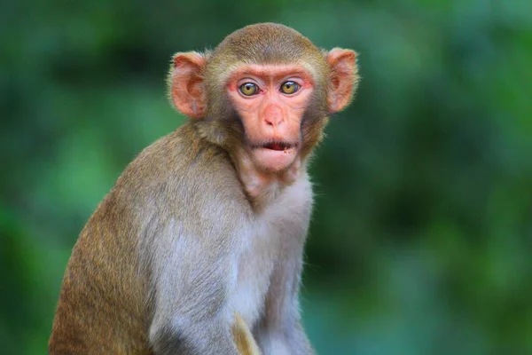 Joven Inocente Buscando Mono Macaco Sentado Isloated Buen Fondo Borroso —  Fotos de Stock