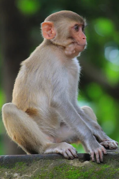 Joven Inocente Buscando Mono Macaco Sentado Isloated Buen Fondo Borroso — Foto de Stock