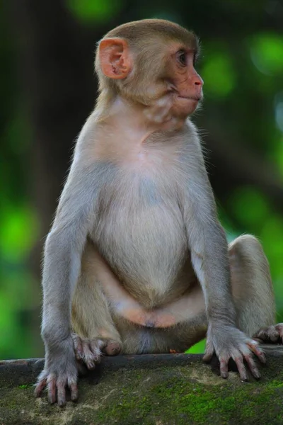 Joven Inocente Buscando Mono Macaco Sentado Isloated Buen Fondo Borroso — Foto de Stock