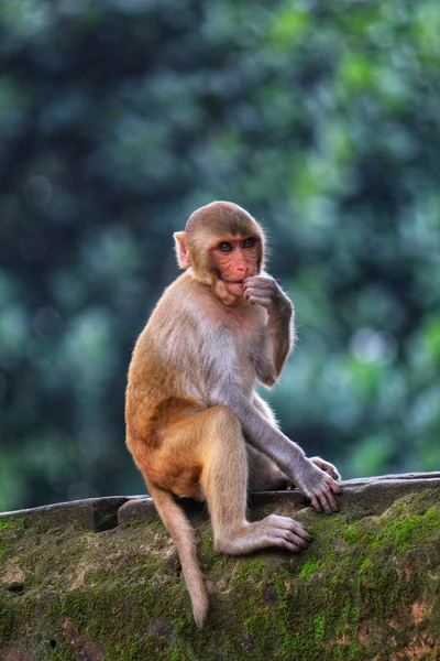 Joven Inocente Buscando Mono Macaco Sentado Isloated Buen Fondo Borroso — Foto de Stock