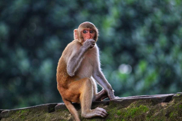 Jong Onschuldig Uitziende Makaak Aap Zitten Isloated Mooi Wazig Achtergrond — Stockfoto