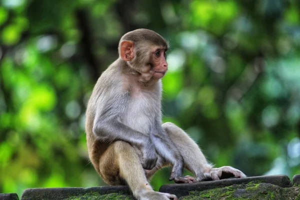 Junge Unschuldig Aussehende Makakenaffen Sitzen Einem Schönen Verschwommenen Hintergrund — Stockfoto