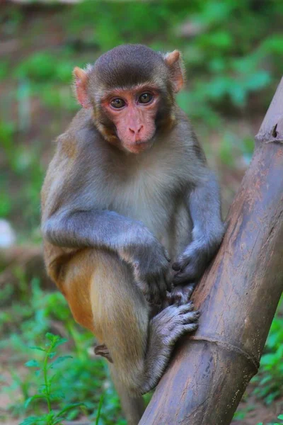 순진해 보이는 마카크 원숭이가 배경에 — 스톡 사진