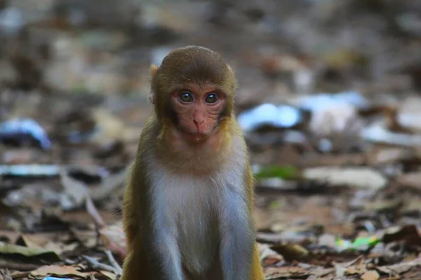 Junge Unschuldig Aussehende Makakenaffen Sitzen Einem Schönen Verschwommenen Hintergrund — Stockfoto