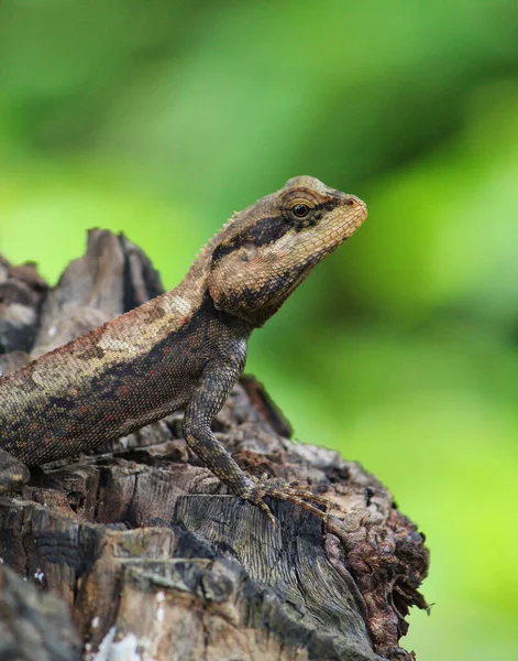 Lagarto Selvagem Bonita Árvore Perto Partir Ângulo Diferente Vista Foto — Fotografia de Stock