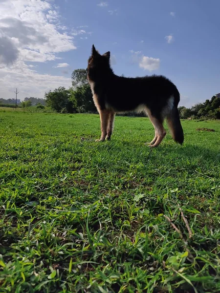 Mladý Zdravý Vlk Jako Německý Ovčák Pes Pěkné Modré Obloze — Stock fotografie