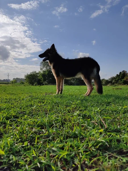 Genç Sağlıklı Kurt Alman Çoban Köpeği Gibi Mavi Gökyüzü Yeşil — Stok fotoğraf