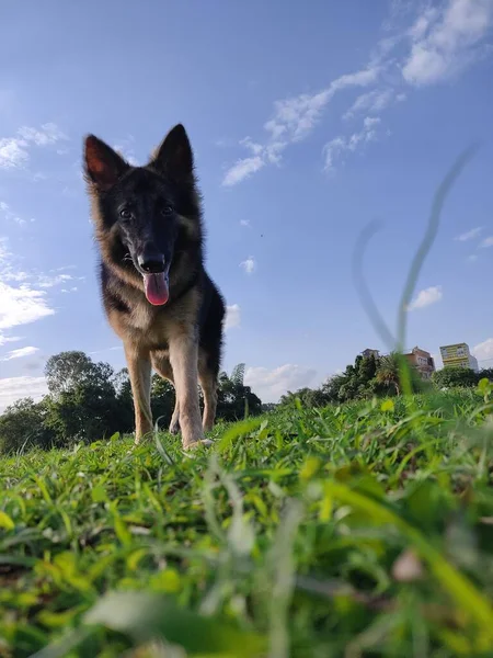 Mladý Zdravý Vlk Jako Německý Ovčák Pes Pěkné Modré Obloze — Stock fotografie