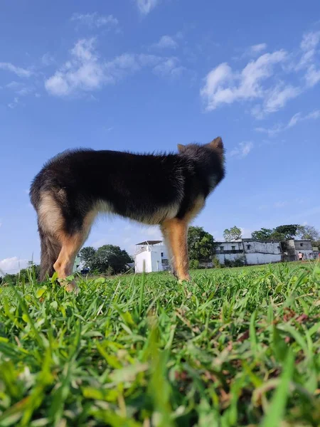 Jovem Lobo Saudável Como Cão Pastor Alemão Céu Azul Agradável — Fotografia de Stock